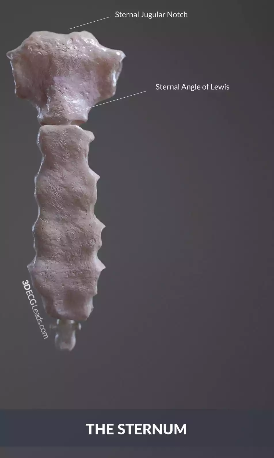 sternal angle significance